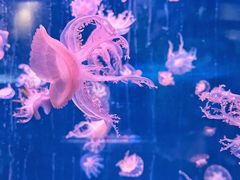 -海合安成都极地海洋公园
