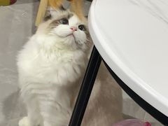 -lincat·猫舍(广州店)