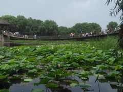 -荷塘月色湿地公园·向阳花洲