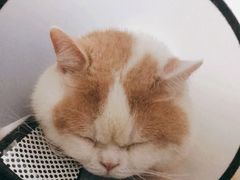 -瑞派康怡24h宠物医院·犬猫医疗中心·微创绝育(瑞景分院)