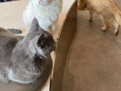 -飞行喵MR PILOT|猫舍·猫咖(静安大融城店)