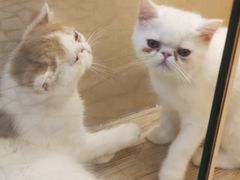 -momokira米努特·德文卷毛猫·棉花面纱犬