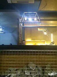 -有猫腻儿炭火烤鱼(南街店)