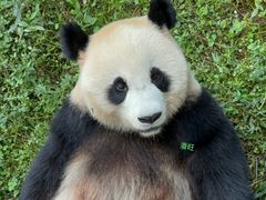 -都江堰中华大熊猫苑