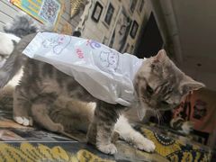 -平行世界·猫咖(首经贸店)