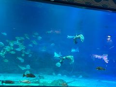 -烟台海昌鲸鲨海洋公园