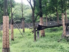 -都江堰中华大熊猫苑