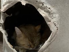 -猫小院猫主题餐厅(三里屯店)