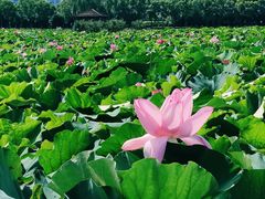 -荷塘月色湿地公园·向阳花洲