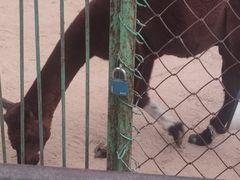 -秦皇岛野生动物园