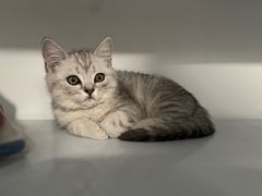 -关爱宠物医院·猫科中心·消化科(滨湖万达分院)