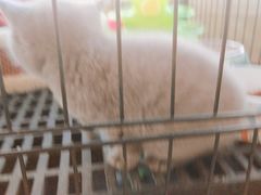-阿甘锅盔(合生汇购物中心店)