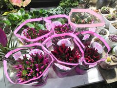 -曲阳花鸟市场(曲阳路店)