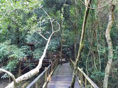 -海南霸王岭国家森林公园