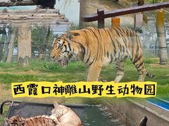 -西霞口神雕山野生动物世界