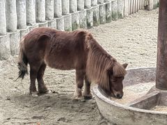 -成都动物园