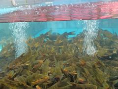 -耕渔小院·湖南鱼鲜(望城店)