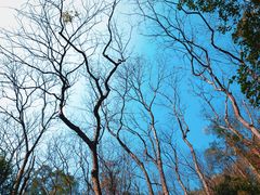 -三门江国家森林公园