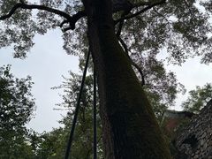 -北京上方山国家森林公园