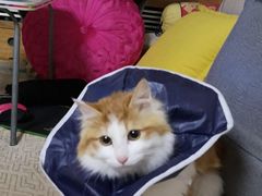 -pd派德宠物中心医院24H急重症·眼科中心·血液透析中心(嵩山北路店)