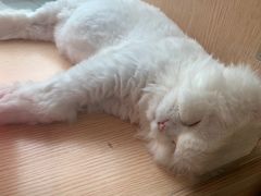 -Pets First伊珊娜洗护·精致美容·家庭式寄养(新会路店)