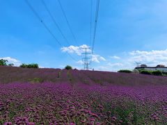 -紫颐香薰山谷景区