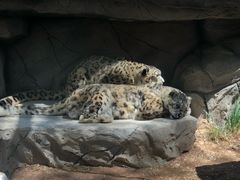 -青藏高原野生动物园