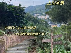 -银湖山郊野公园-相思林
