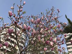 -韶关风度华美达广场酒店自助餐厅