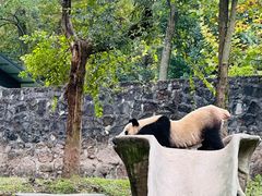 -都江堰中华大熊猫苑