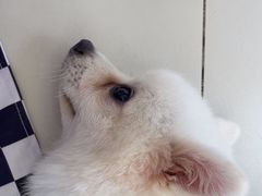 -怪兽屋·羊驼·猫咖·狗咖(俊华广场店)
