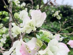 -深圳仙湖植物园