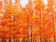 -白鹭湾湿地公园