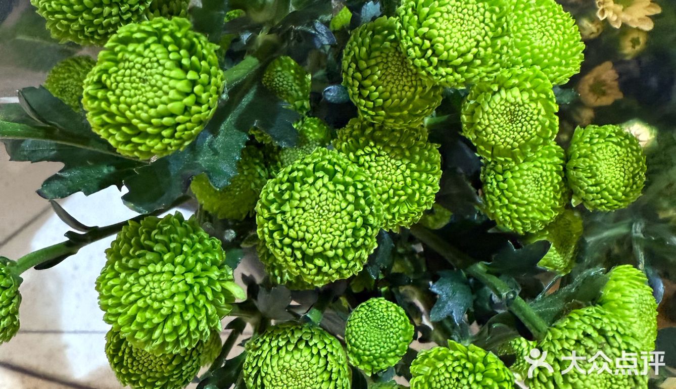 季节的第一朵花