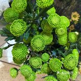 季节的第一朵花