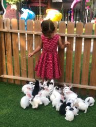 -萌宠亲子动物乐园(槐房万达店)