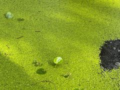 -渌洋湖湿地公园