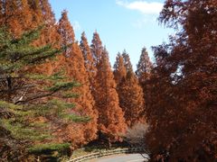 -神户市立六甲山牧场