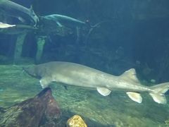 -华夏文旅海洋公园