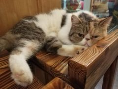 -猫色咖啡·猫咖