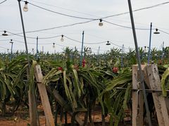 -硇洲岛旅游区