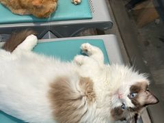 -四月宠物医院·猫专科·心脏专科·内科(转塘店)