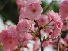 -天适樱花悠乐园