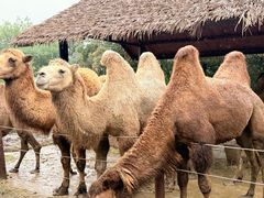 -济南野生动物世界