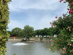 -鹅湖玫瑰文化园