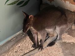 -绿色星球动物主题公园