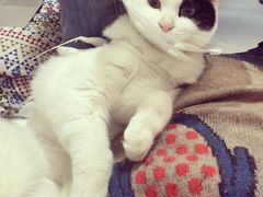 纳吉亚动物诊所-纳吉亚猫专科动物诊疗中心(蒋宅口分院)
