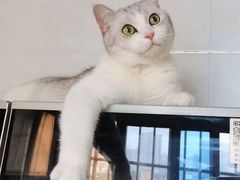 -蔡澜点心·粤菜(东方宝泰店)