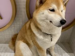 伙计-柴务处·柴犬主题狗咖