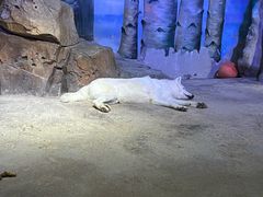 -芜湖新华联大白鲸海洋公园